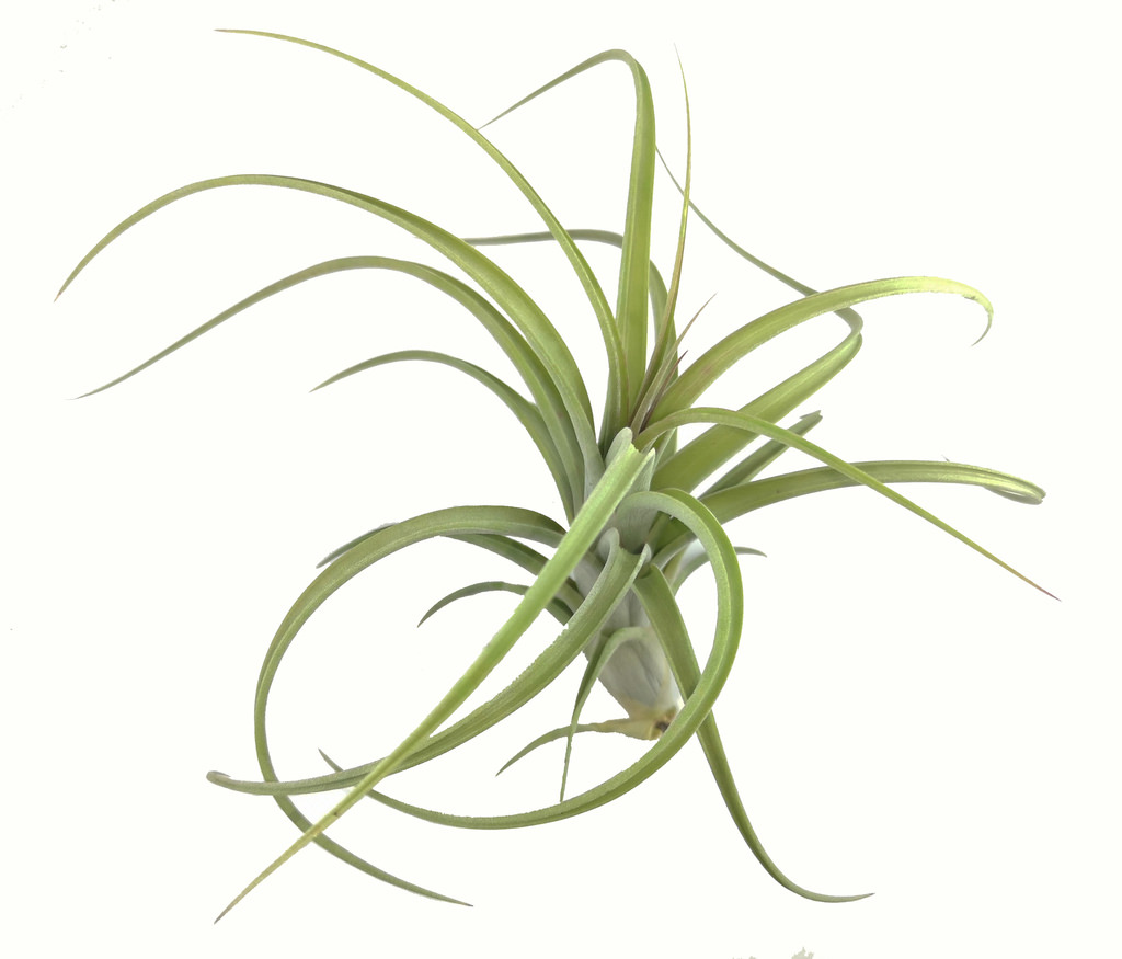 Tillandsia 'dzitya'